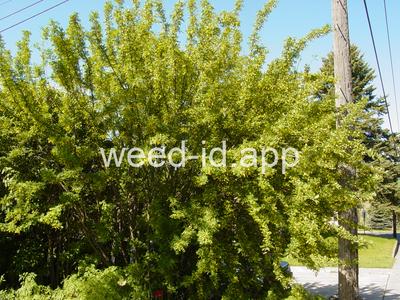Caragana arborescens