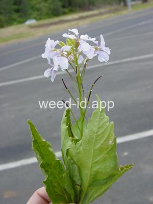 Cardamine constancii