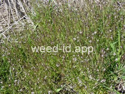 Cardamine oligosperma