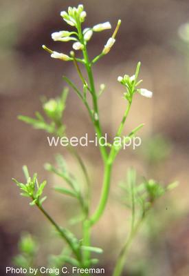 bittercress, smallflowered