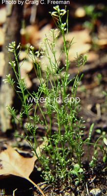 bittercress, smallflowered