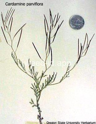 bittercress, smallflowered