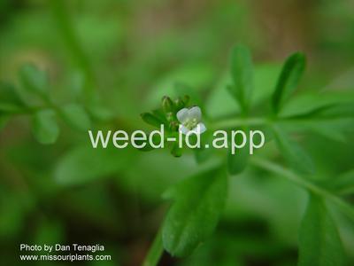 bittercress, Pennsylvania