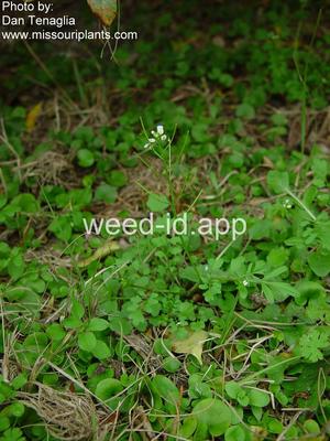 bittercress, Pennsylvania