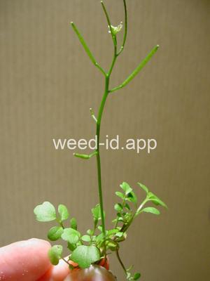 bittercress, Pennsylvania