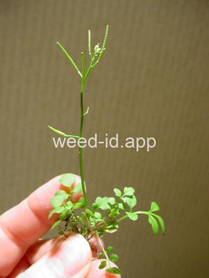 bittercress, Pennsylvania