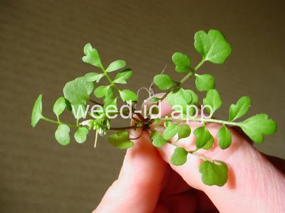 bittercress, Pennsylvania