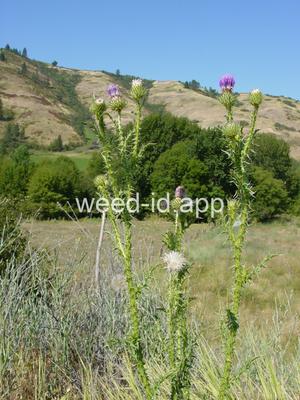 thistle, plumeless