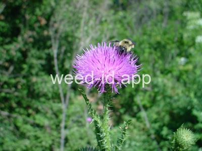 thistle, plumeless