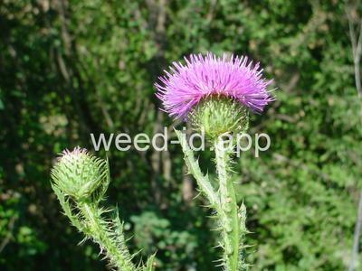 thistle, plumeless