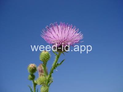 thistle, plumeless