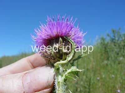 thistle, plumeless
