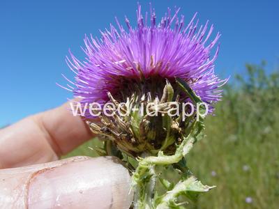 thistle, plumeless