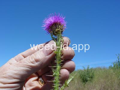 thistle, plumeless
