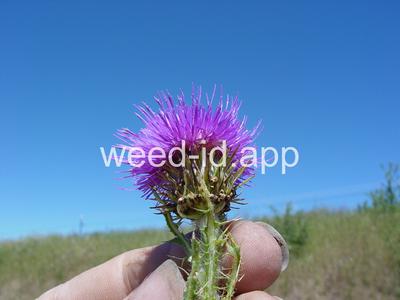 thistle, plumeless