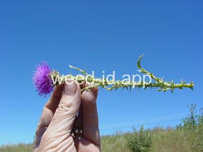 thistle, plumeless