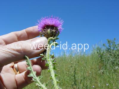 thistle, plumeless