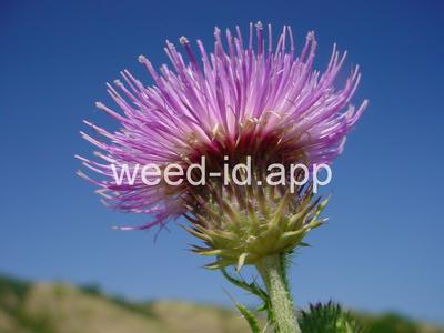 thistle, plumeless