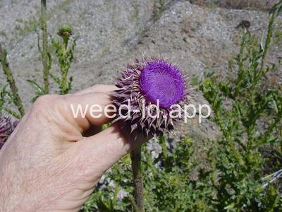 thistle, musk