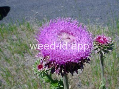 thistle, musk