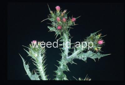 Carduus tenuiflorus