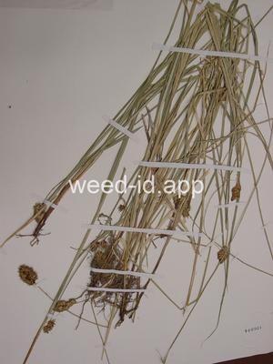Carex abrupta