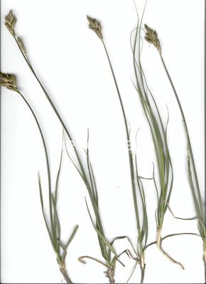 Carex douglasii