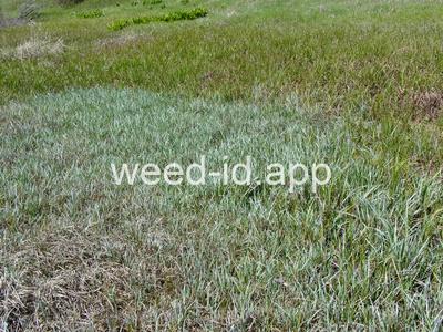 Carex nebrascensis