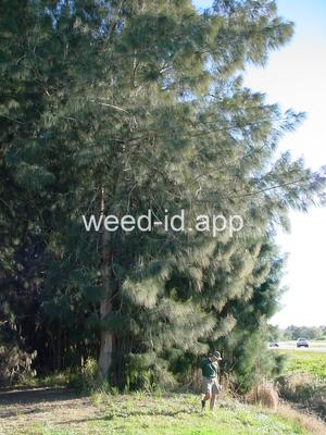 Casuarina glauca