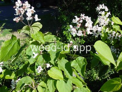 catalpa, northern