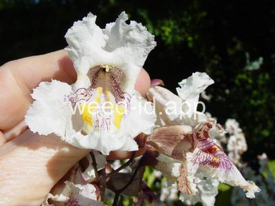 catalpa, northern