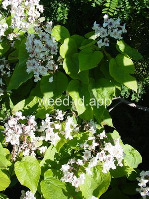 catalpa, northern