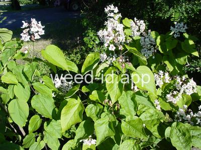 catalpa, northern
