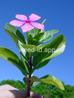 Catharanthus roseus