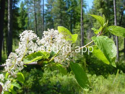 Ceanothus sanguineus