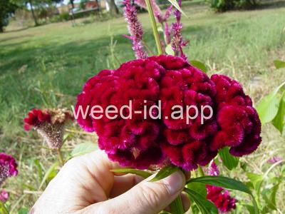Celosia argentea