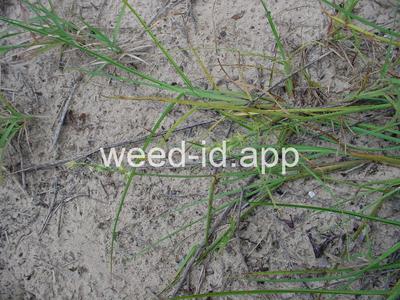 Cenchrus gracillimus