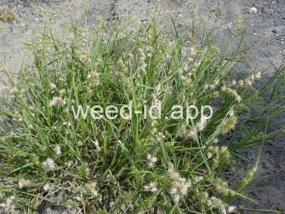 Cenchrus longispinus