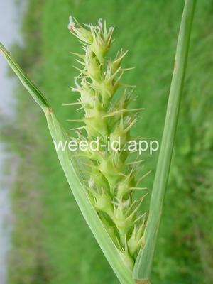 Cenchrus tribuloides