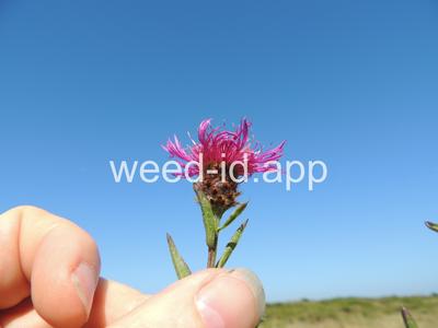 Centaurea X gerstlaueri