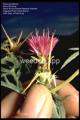 starthistle, purple