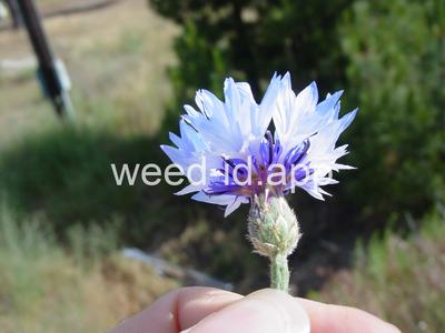 cornflower