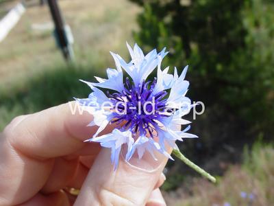 cornflower