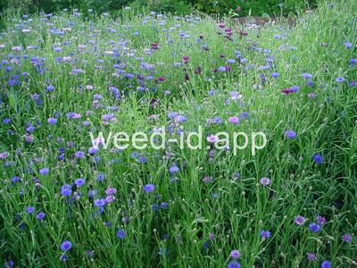 cornflower