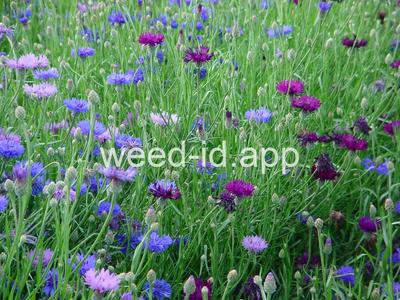cornflower