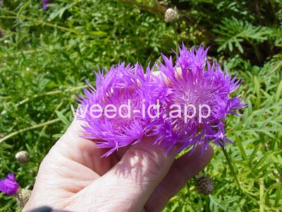 Centaurea dealbata