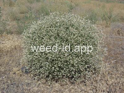 knapweed, diffuse