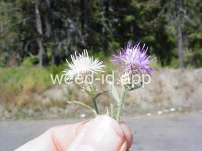 knapweed, diffuse