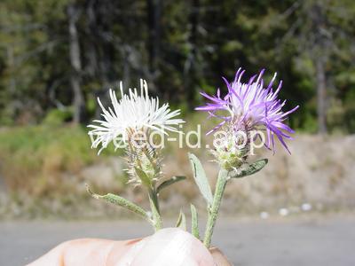knapweed, diffuse