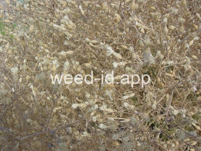 knapweed, diffuse
